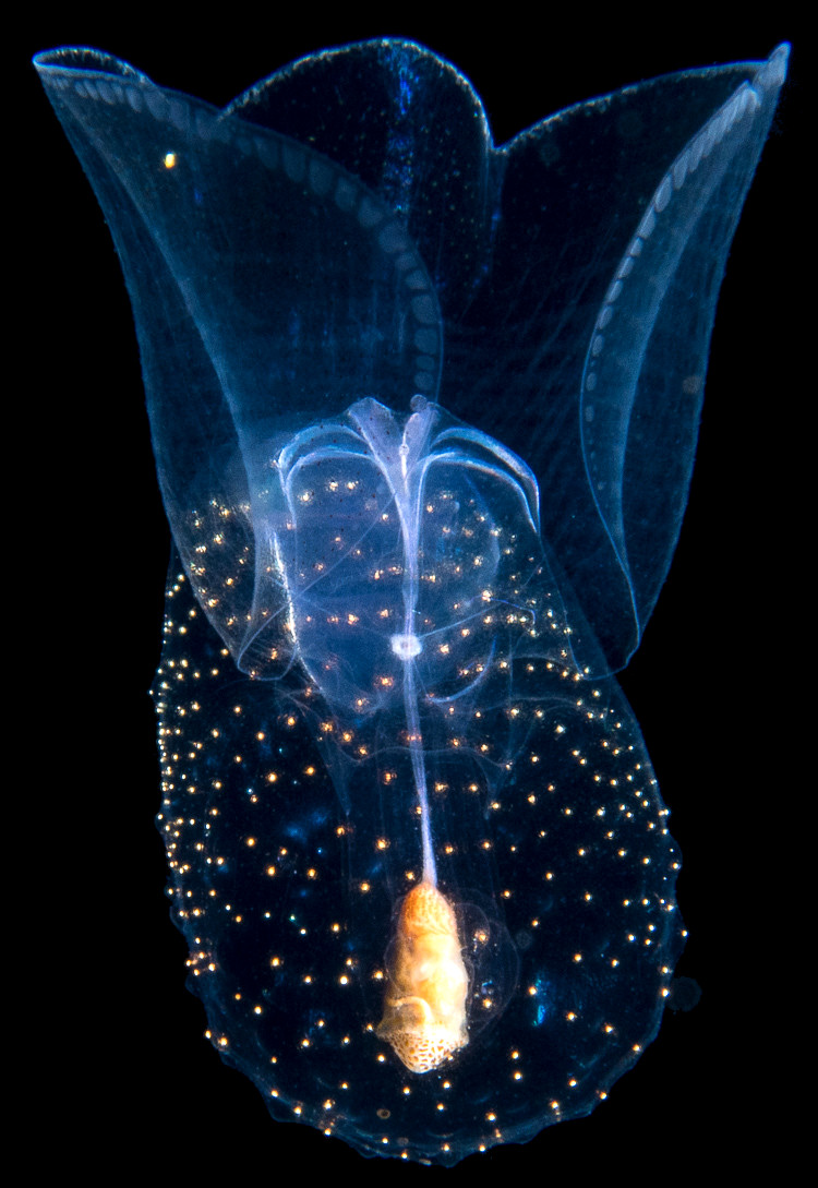 Sea Butterfly (Order Thecosomata de Blainville, 1824)