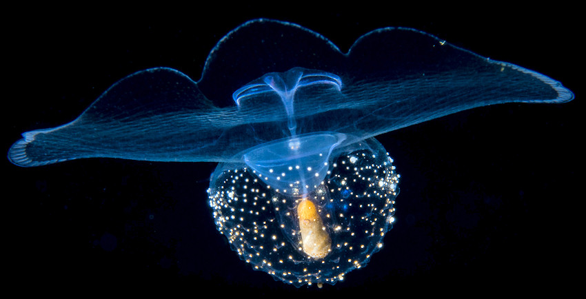 Sea Butterfly (Order Thecosomata de Blainville, 1824)