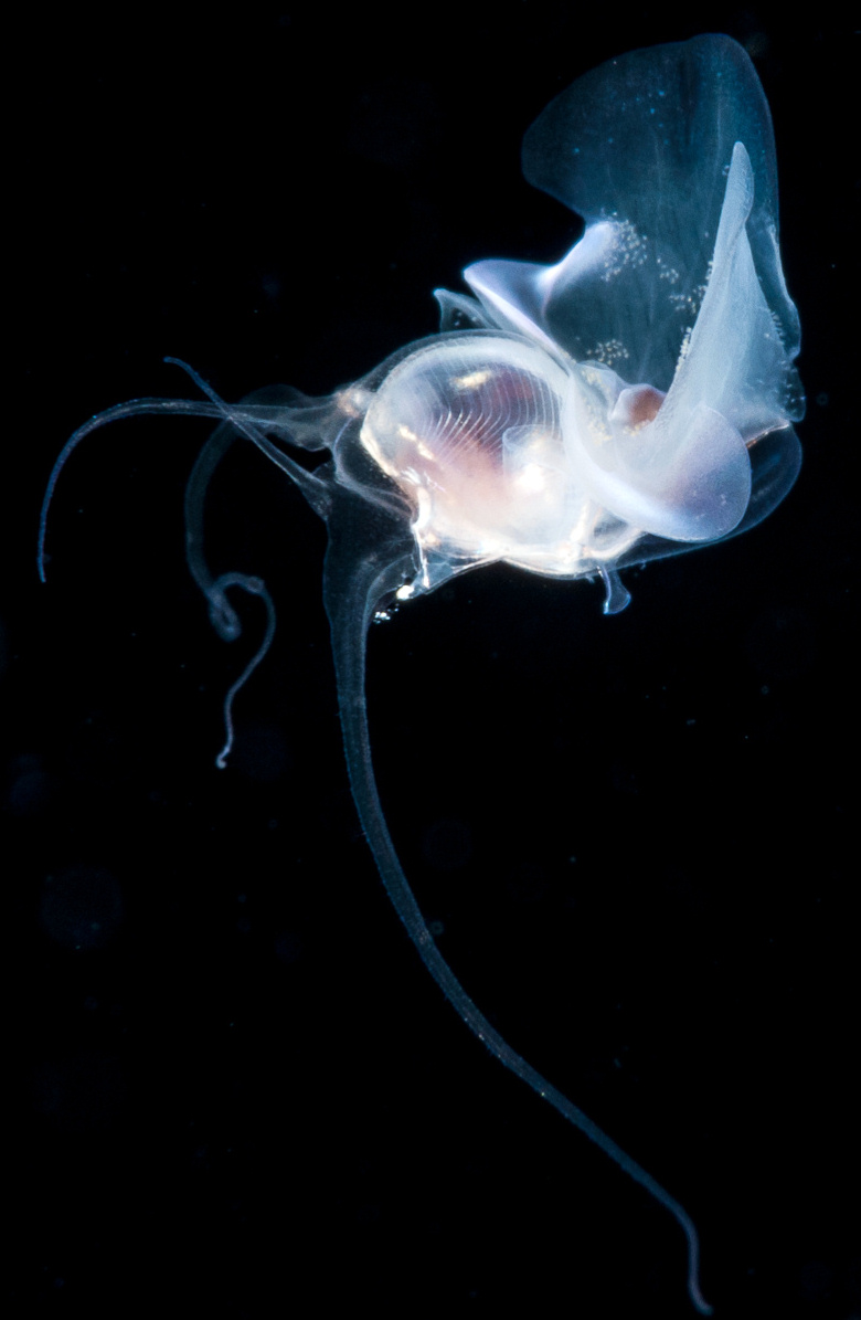 Sea Butterfly (Shelled Pteropod)