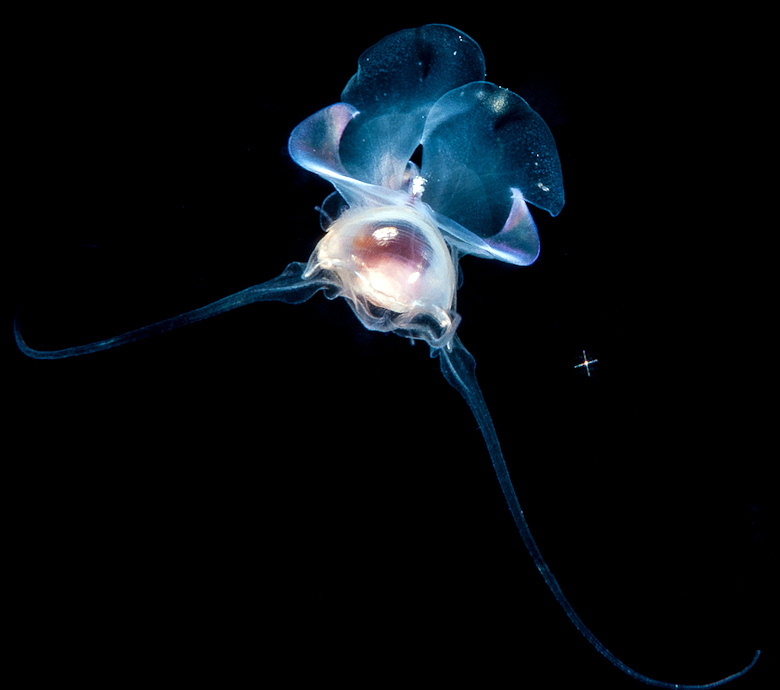 Sea Butterfly (Shelled Pteropod)