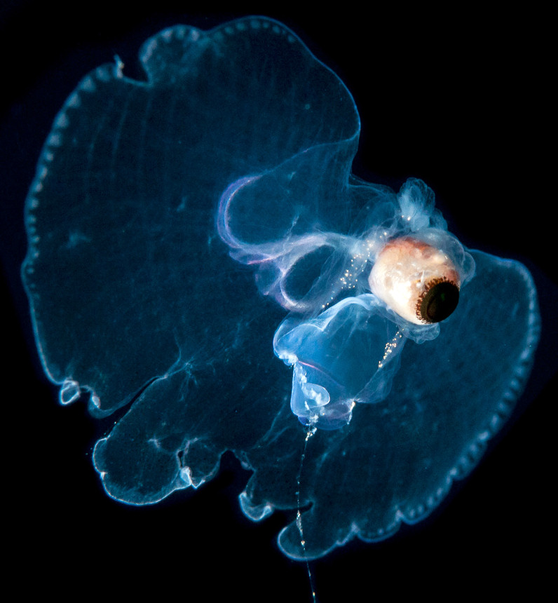 Sea Butterfly (Order Thecosomata de Blainville, 1824)