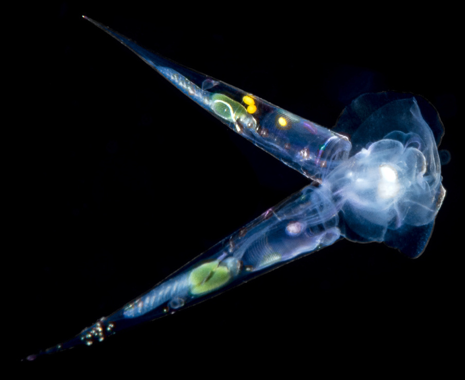 Creseis species Mating