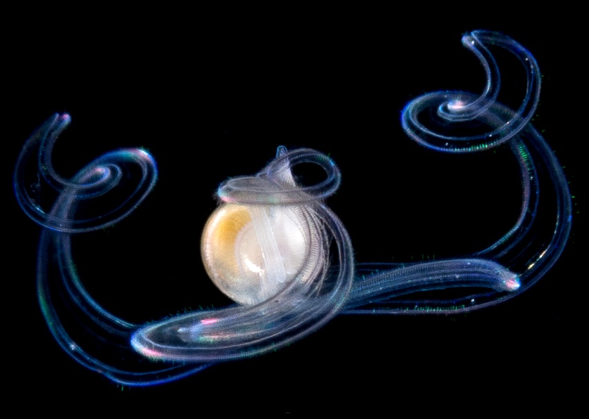 Unidentified Molluscan Veliger From Off The East Coast Of Florida