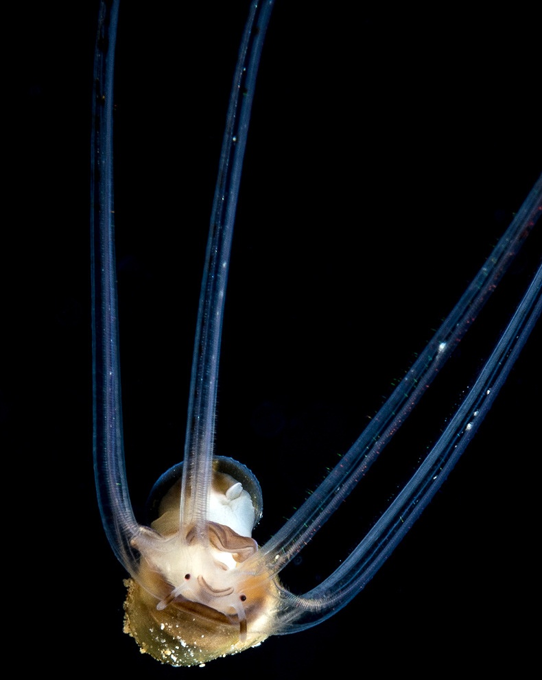 Unidentified Molluscan Veliger From Off The East Coast Of Florida