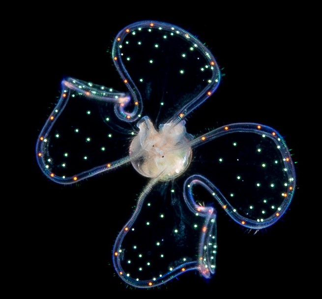 Unidentified Molluscan Veliger From Off The East Coast Of Florida