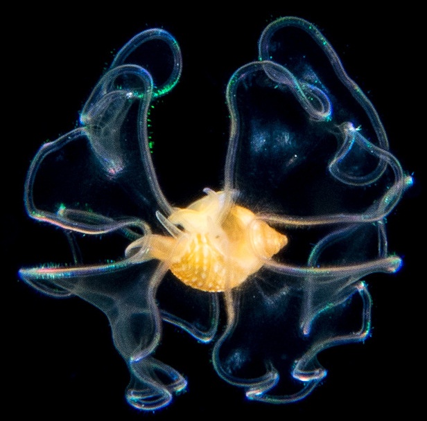 Unidentified Molluscan Veliger From Off The East Coast Of Florida