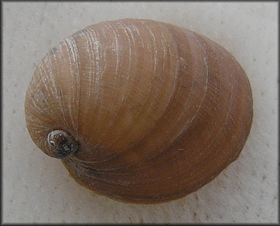 Velutina undata (T. Brown, 1839) Wavy Lamellaria