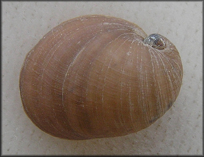 Velutina undata (T. Brown, 1839) Wavy Lamellaria