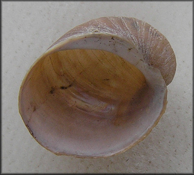 Velutina undata (T. Brown, 1839) Wavy Lamellaria