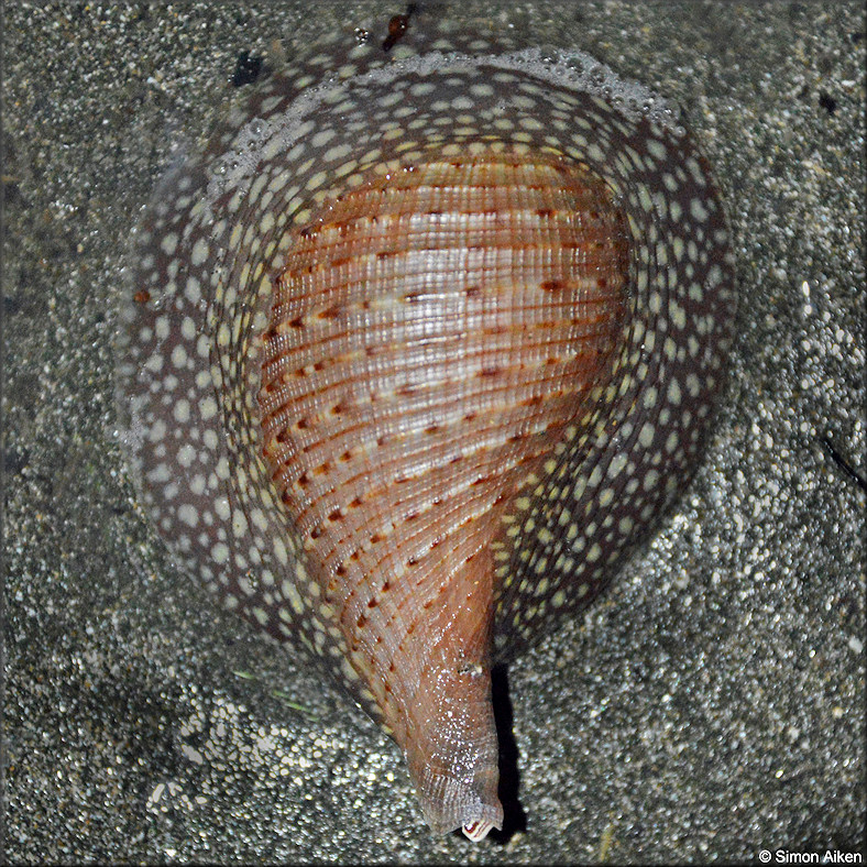 Ficus ventricosa (G. B. Sowerby I, 1825) Swollen Fig Shell