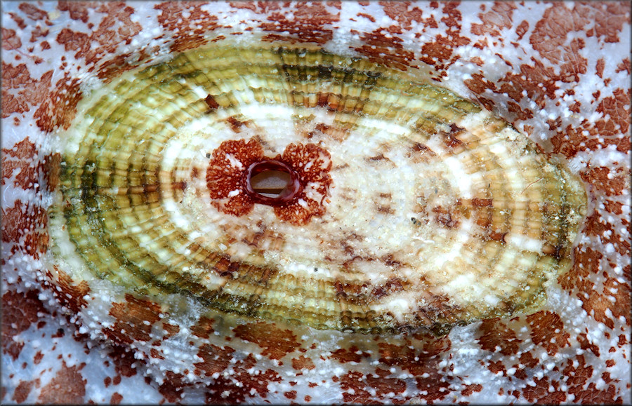 Lucapina aegis (Reeve, 1850) Shield Fleshy Limpet 