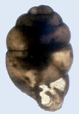 Vertigo cf. alabamensis G. Clapp, 1915 (1.7 mm.)