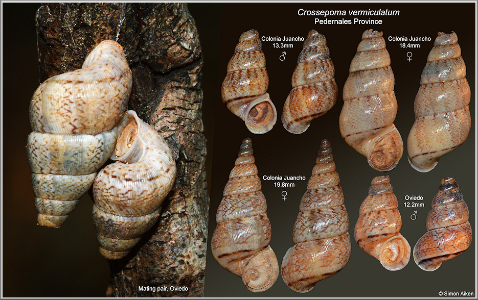 Crossepoma vermiculatum (Bartsch, 1946)