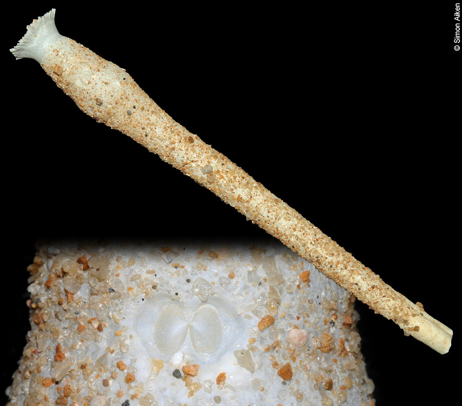 Verpa philippinensis (Chenu, 1843)