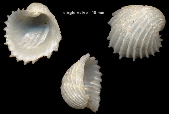 Haliris acuticostata (Philippi, 1844)