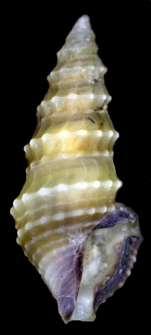 Nannodiella vespuciana (d’Orbigny, 1847) Vespucci’s Dwarf-turris