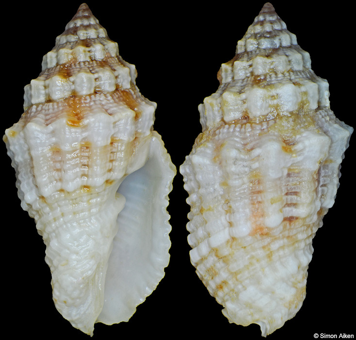 Vexillum rusticum (Reeve, 1845)