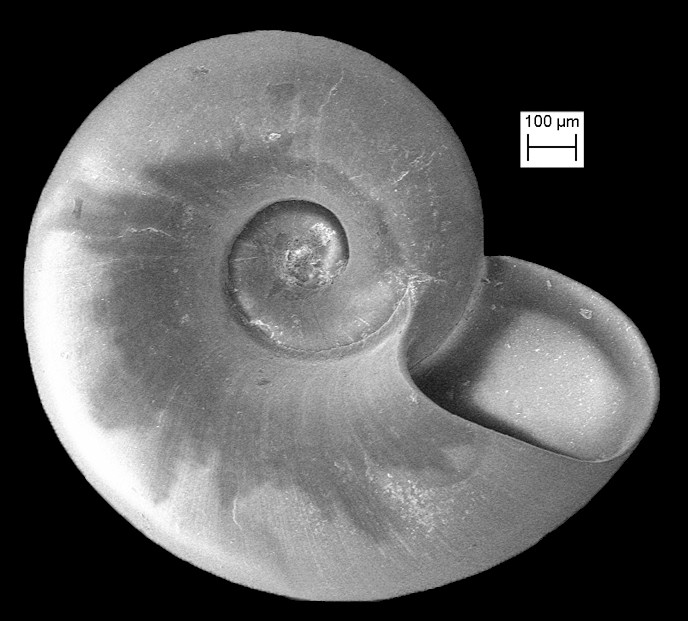 Xenoskenea species B Fossil