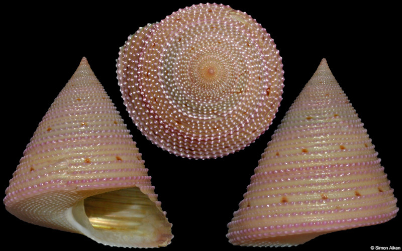 Calliostoma vicdani Kosuge, 1984