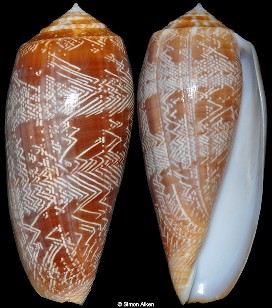 Conus vicweei Old, 1973