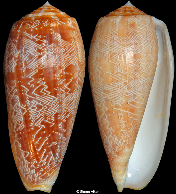 Conus vicweei Old, 1973