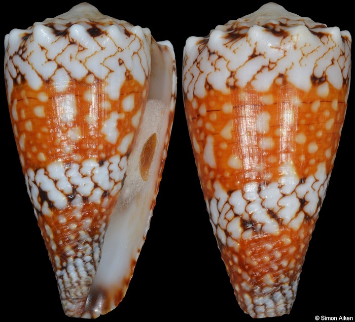 Conus vidua cuyoensis Lorenz and Barbier, 2012