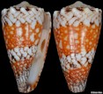 Conus vidua cuyoensis Lorenz and Barbier, 2012