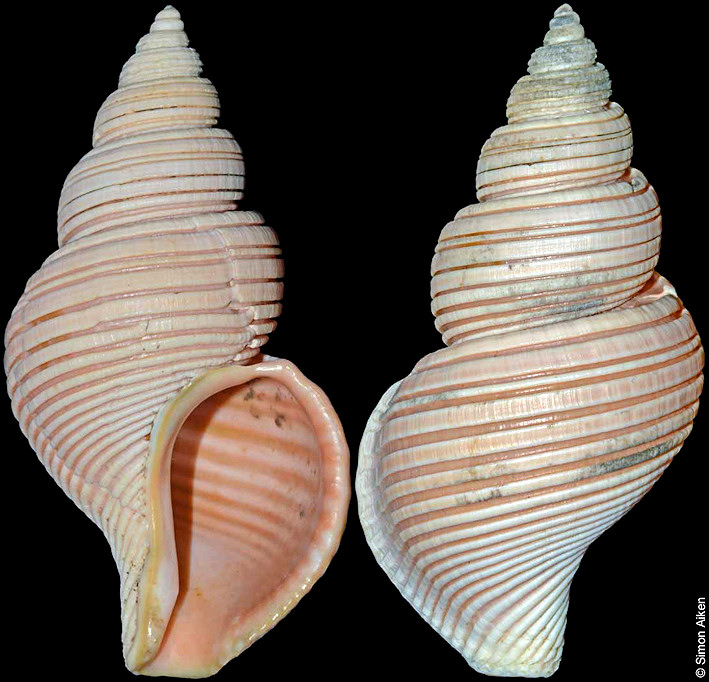 Ancistrolepis vietnamensis Sirenko and Goryachev, 1990