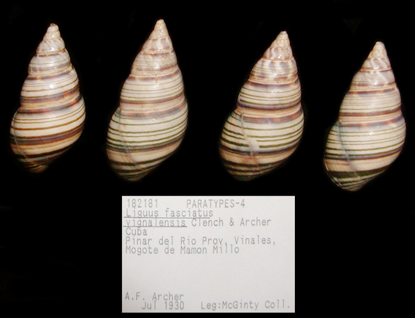 Liguus fasciatus vignalensis Clench and Archer, 1932 Paratypes