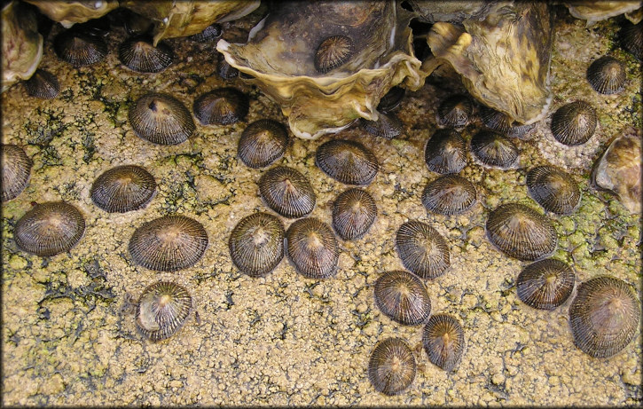 Siphonaria naufragum Stearns, 1872 American Striped Falselimpet In situ