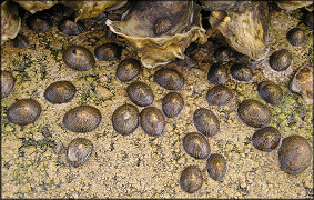 Siphonaria naufragum Stearns, 1872 American Striped Falselimpet In situ