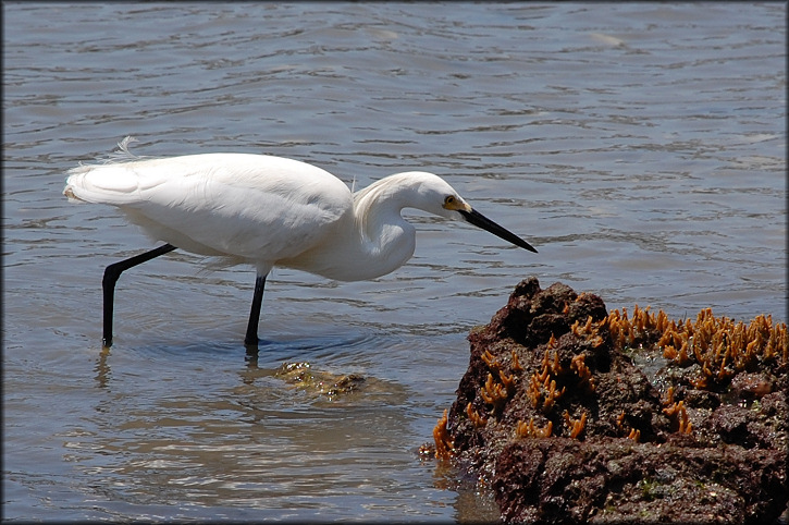 Egretta thula Snowy Egret