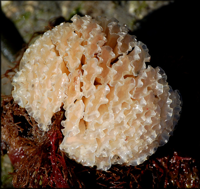 Fasciolaria tulipa (Linnaeus, 1758) True Tulip Egg Mass