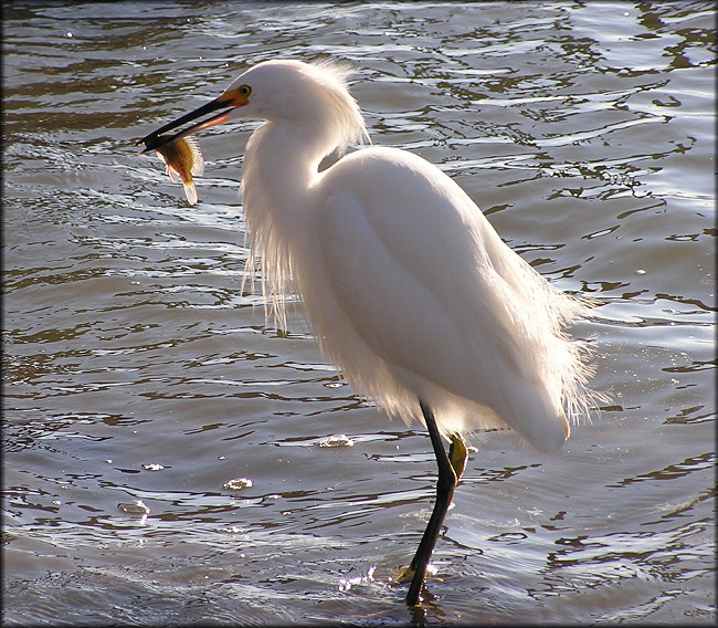 Egretta thula Snowy Egret