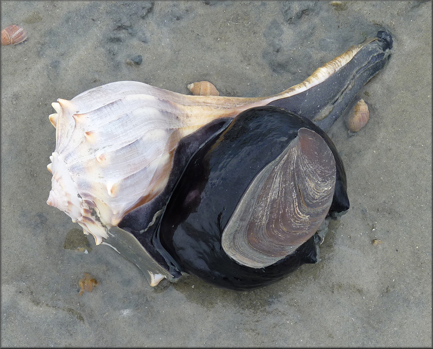 Busycon perversum (Linnaeus, 1758) Feeding On Mercenaria mercenaria Clam