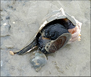 Busycon perversum (Linnaeus, 1758) Feeding On Mercenaria mercenaria Clam