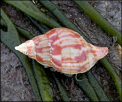 Cinctura hunteria (G. Perry, 1811) Eastern Banded Tulip Orange Form