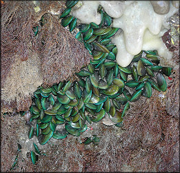 Perna viridis (Linnaeus, 1758) Asian Green Mussel