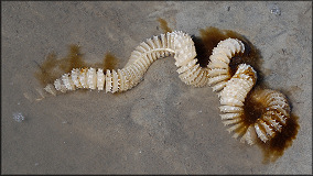 Fulguropsis spirata (Lamarck, 1816) Pear Whelk Egg Capsules