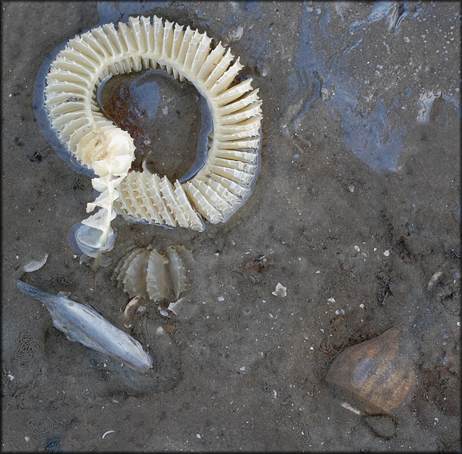 Fulguropsis spirata (Lamarck, 1816) Depositing Egg Capsules