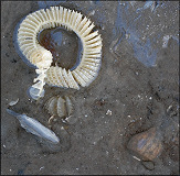 Fulguropsis spirata (Lamarck, 1816) Depositing Egg Capsules