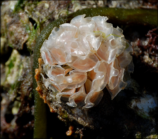 Fasciolaria tulipa (Linnaeus, 1758) True Tulip Egg Mass