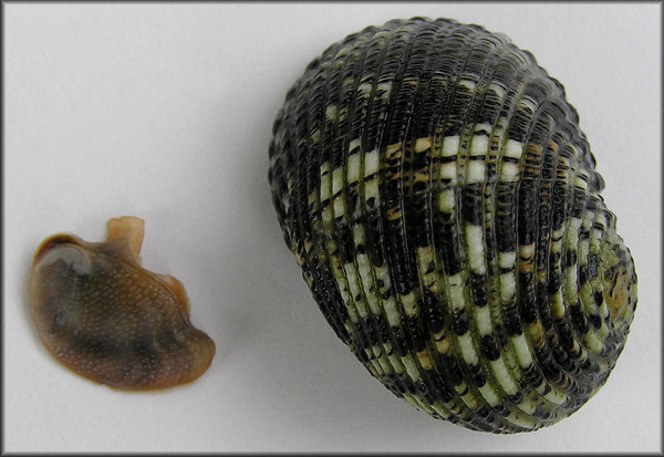 Nerita fulgurans Gmelin, 1791 Antillean Nerite