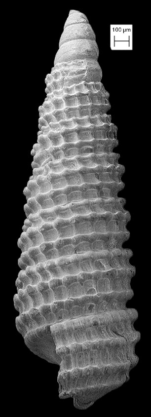 Cerithiopsis vinca Olsson and Harbison, 1953 Fossil