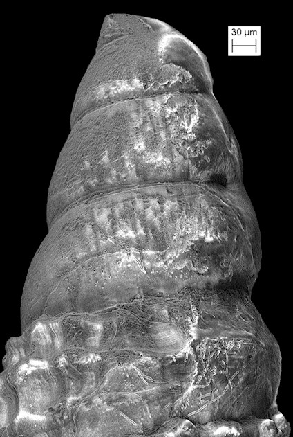 Cerithiopsis vinca Olsson and Harbison, 1953 Fossil