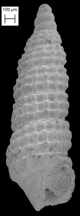 Cerithiopsis vinca Olsson and Harbison, 1953 Fossil