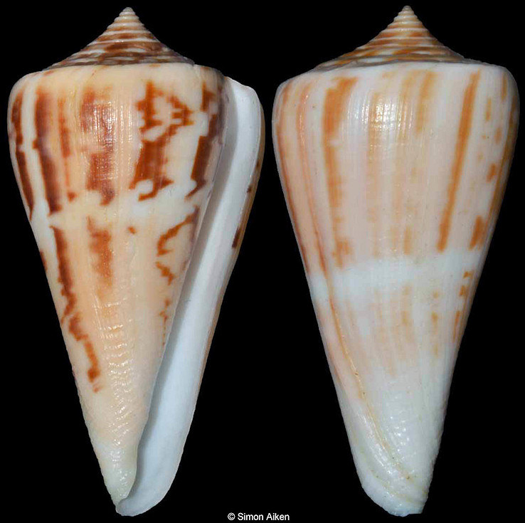 Conus virgatus Reeve, 1849