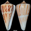 Conus virgatus Reeve, 1849