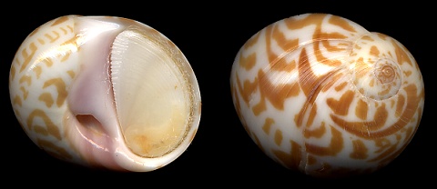 Natica violacea Sowerby, 1825