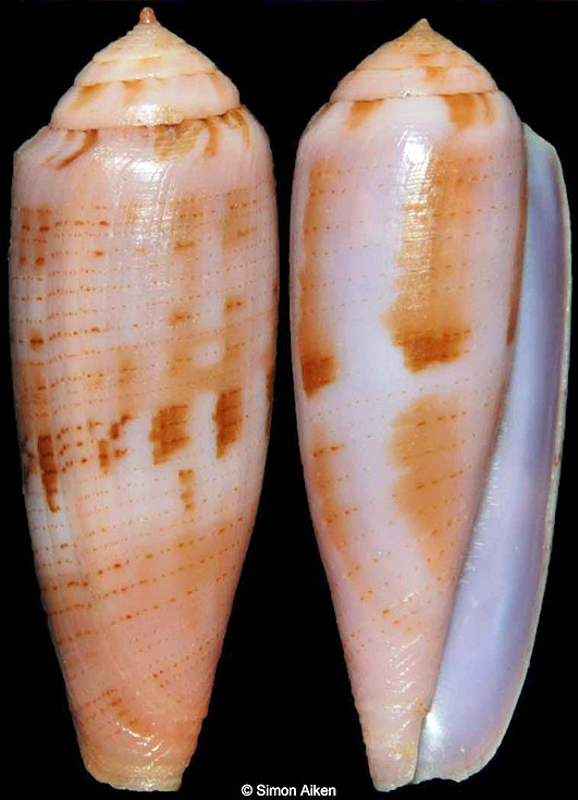 Conus viola Cernohorsky, 1977